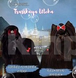 Собаки в Москве: Мальчик цветной Йорк черный  Мальчик, 40 000 руб. - фото 2