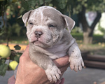 Собаки в Лыткарино: Девочка AMERICAN BULLY 🔥🔥🔥 Девочка, 110 000 руб. - фото 3