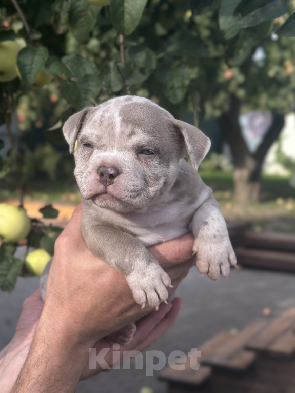 Собаки в Лыткарино: Девочка AMERICAN BULLY 🔥🔥🔥 Девочка, 110 000 руб. - фото 3