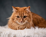 Кошки в Клине: Шуня — тихая кошечка Девочка, Бесплатно - фото 3