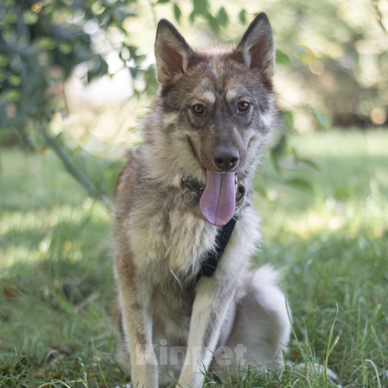 Собаки в Москве: Иса Девочка, Бесплатно - фото 3
