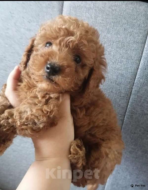 Собаки в Москве: Пудели- Лучшие компаньоны! Девочка, 50 000 руб. - фото 2