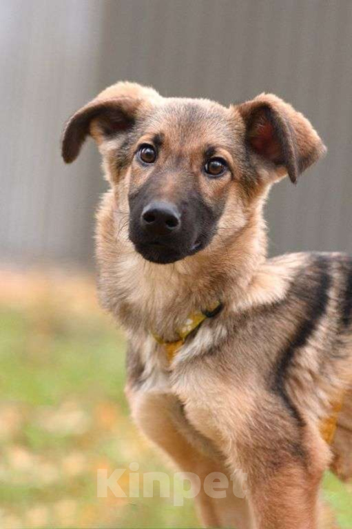 Собаки в Москве: Ассоль Девочка, Бесплатно - фото 1