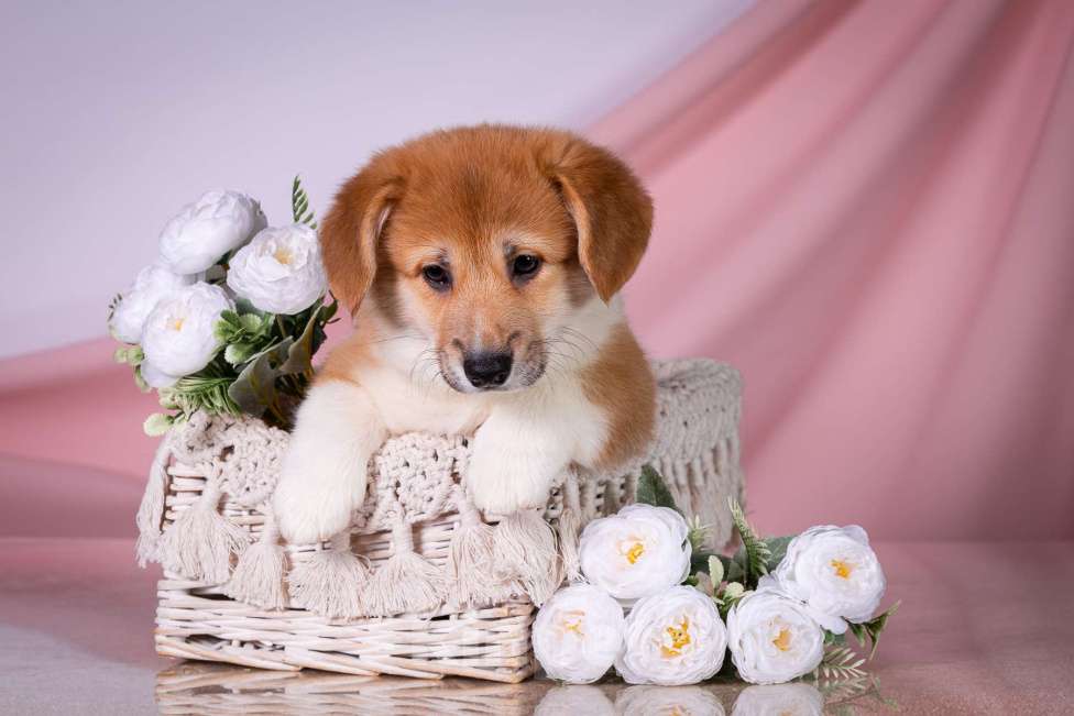 Собаки в Москве: Продам щенка вельш корги пемброк Девочка, 70 000 руб. - фото 1