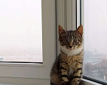 Кошки в Санкт-Петербурге: Маркиз ищет свой дворец  Мальчик, 1 руб. - фото 1