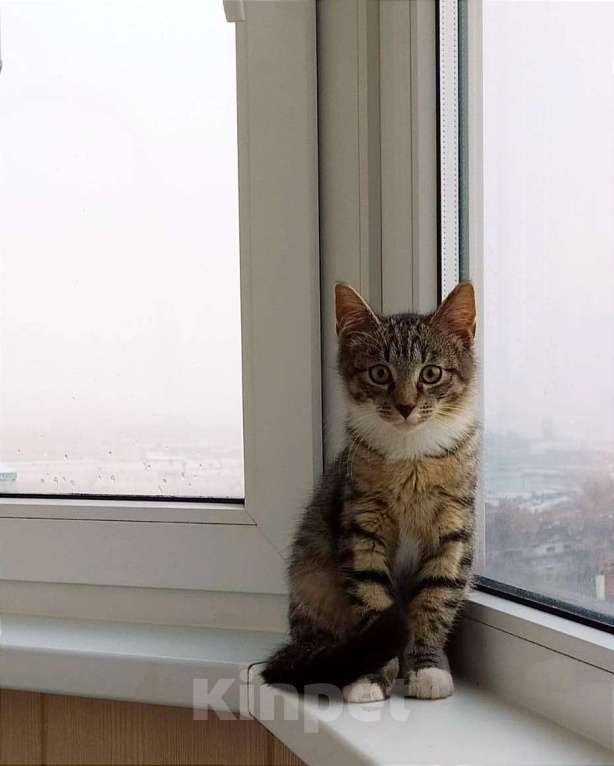 Кошки в Санкт-Петербурге: Маркиз ищет свой дворец  Мальчик, 1 руб. - фото 1