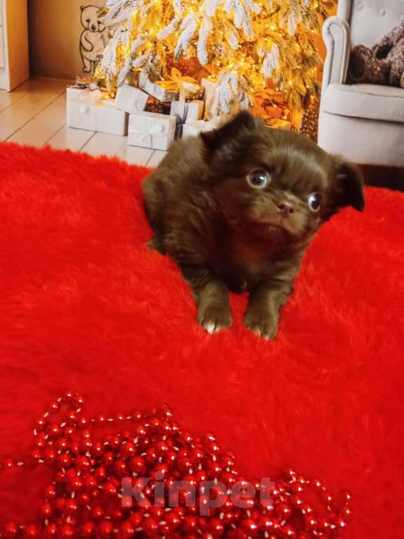 Собаки в Санкт-Петербурге: Шоколадный мальчик  Мальчик, 70 000 руб. - фото 4