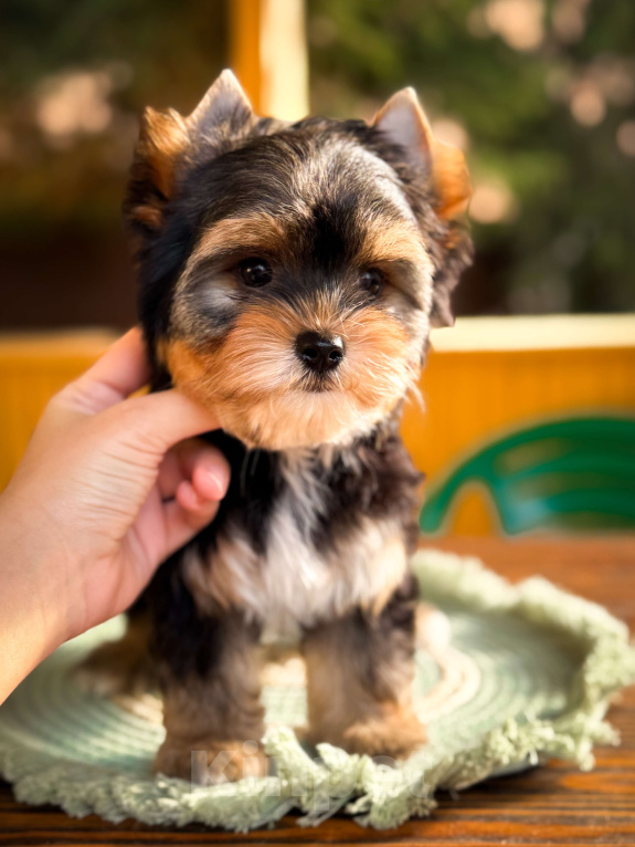 Собаки в Москве: Милая девочка Йорк  Девочка, 60 000 руб. - фото 2