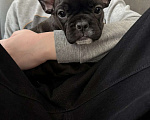 Собаки в Москве: Французский бульдог щенки Мальчик, 28 000 руб. - фото 3