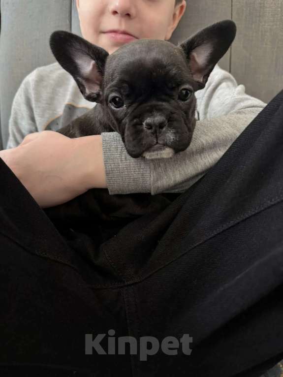 Собаки в Москве: Французский бульдог щенки Мальчик, 28 000 руб. - фото 3