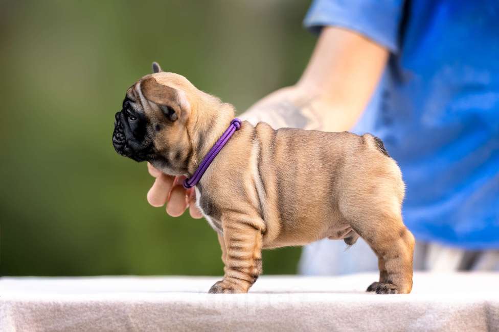 Собаки в Москве: Щенок французского бульдога Мальчик, Бесплатно - фото 3