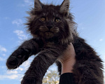Кошки в Санкт-Петербурге: Кошечка мейн-кун черный дым Девочка, 50 000 руб. - фото 2