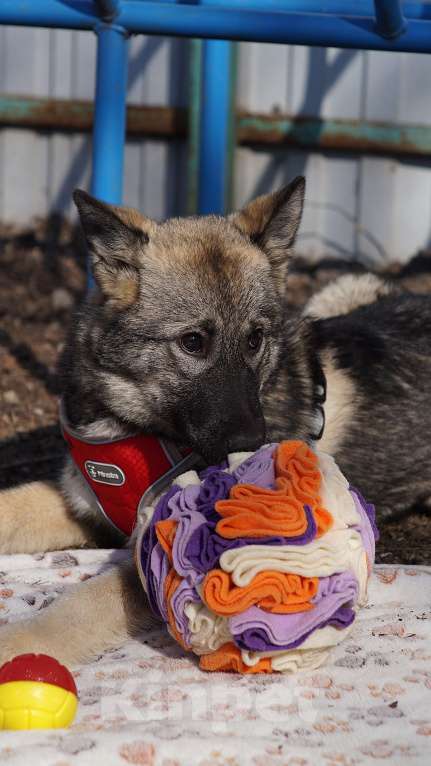 Собаки в Ногинске: Щенок ищет дом Девочка, Бесплатно - фото 4