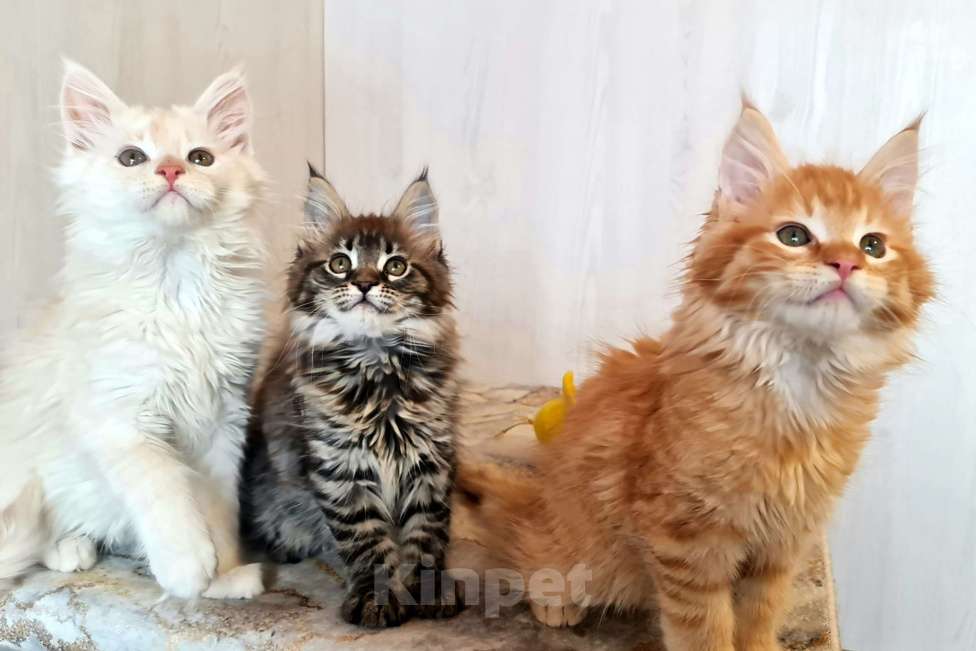 Кошки в других городах Ярославской области: Котята Мейн кун Мальчик, Бесплатно - фото 2