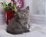 Кошки в Мурином: Британский котик голубого окраса (генетически тиккирован) Мальчик, 30 000 руб. - фото 5