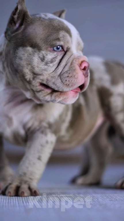 Собаки в Балашихе: Щенок американского булли Девочка, 100 000 руб. - фото 4