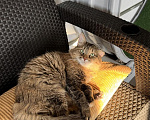 Кошки в Ярославле: кошка в добрые руки Девочка, Бесплатно - фото 3