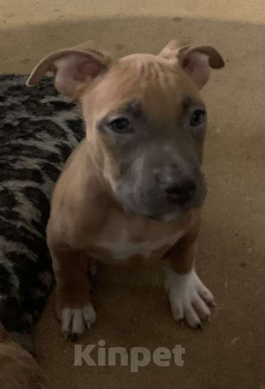 Собаки в Новосибирске: Красотка Девочка, 20 000 руб. - фото 3