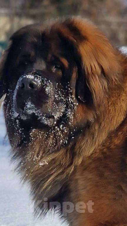 Собаки в других городах Московской области: Ария Прайд Дамир Мальчик, 150 000 руб. - фото 5