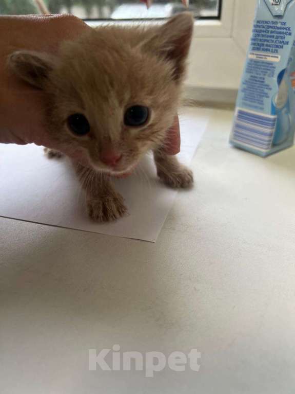 Кошки в Москве: Котята в добрые руки Мальчик, Бесплатно - фото 8