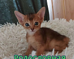 Кошки в Москве: Абиссинский котенок Девочка, Бесплатно - фото 2