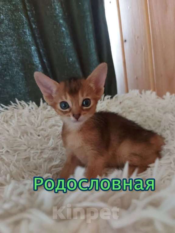 Кошки в Москве: Абиссинский котенок Девочка, Бесплатно - фото 2