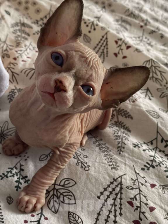 Кошки в Омске: Котята канадского сфинкса Мальчик, 15 000 руб. - фото 7