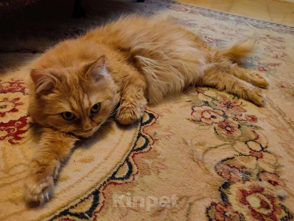 Кошки в Москве: Рыжий кот Кузя. Лютое одиночество. Ищем новых хозяев. Мальчик, Бесплатно - фото 2