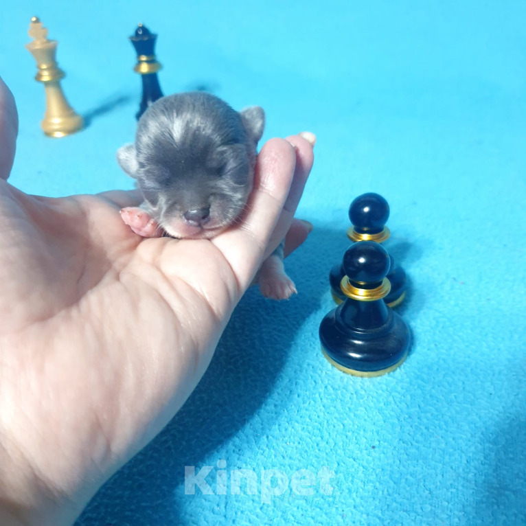 Собаки в Москве: Чихуахуа щенки  Мальчик, Бесплатно - фото 4