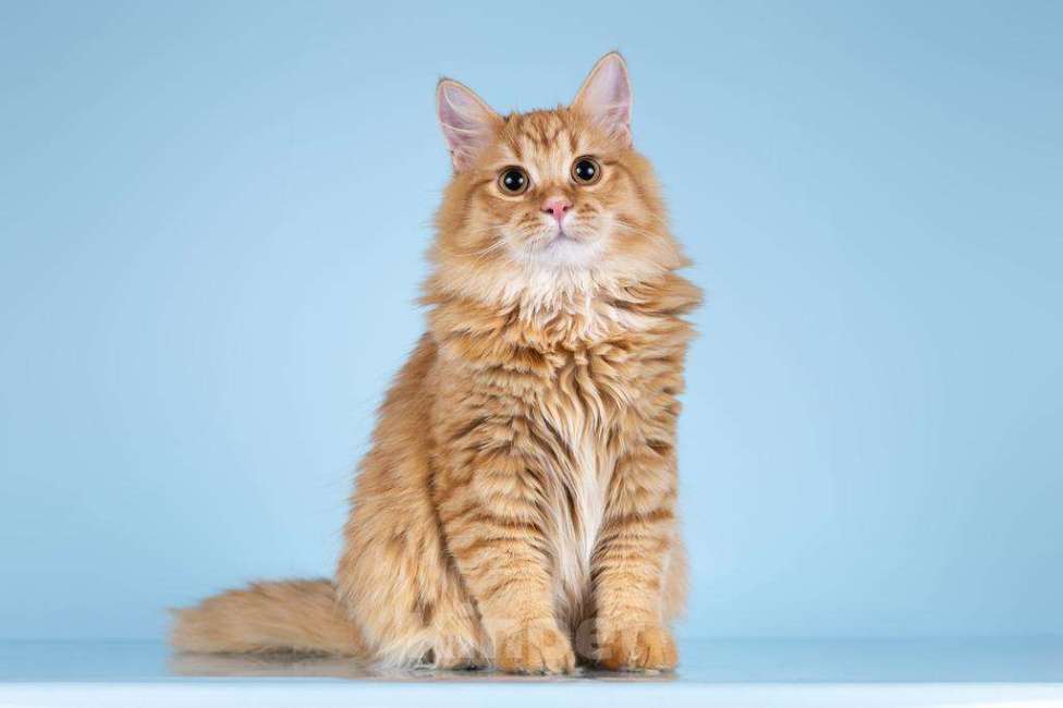 Кошки в Москве: Для рыжего пушистуна по имени Лютик ищем самые добрые руки.  Мальчик, Бесплатно - фото 4