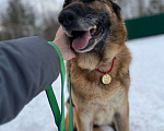 Собаки в Москве: В поисках семьи Девочка, Бесплатно - фото 2