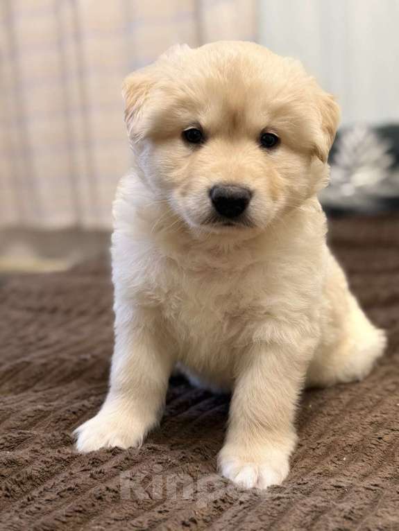 Собаки в Красногорске: Щенок Сэм 1,5 месяца в добрые руки  Мальчик, Бесплатно - фото 2