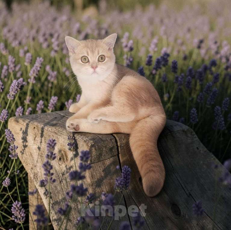 Кошки в Москве: Весна Девочка, 30 000 руб. - фото 6