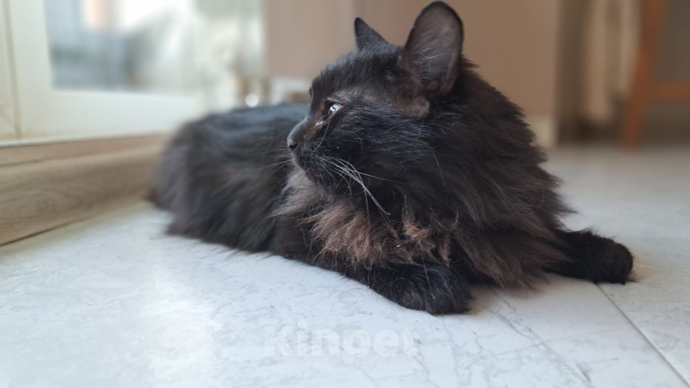 Кошки в Москве: Кошка Буся ищет дом Девочка, Бесплатно - фото 2