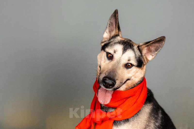 Собаки в Москве: Умничка Джефф в добрые руки Мальчик, 1 руб. - фото 6