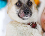 Собаки в Балашихе: Небольшая ручная ласковая собачка 1 г. из приюта Девочка, Бесплатно - фото 9