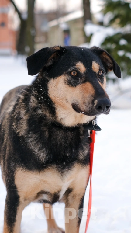Собаки в Санкт-Петербурге: Киви из приюта в добрые руки Девочка, Бесплатно - фото 8