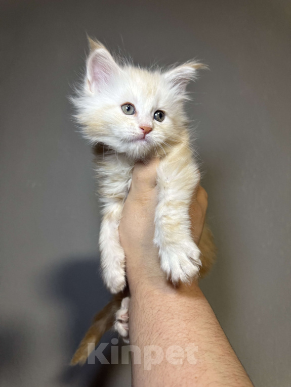 Кошки в Кудрово: Мальчик шадед линий  Мальчик, 70 000 руб. - фото 4