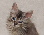 Кошки в Москве: котенок  Турецкой ангоры Мальчик, 76 000 руб. - фото 1