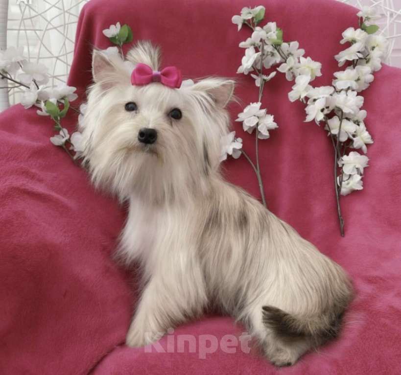 Собаки в Москве: Мини йорк девочка подрощенная золотая Девочка, 80 000 руб. - фото 9