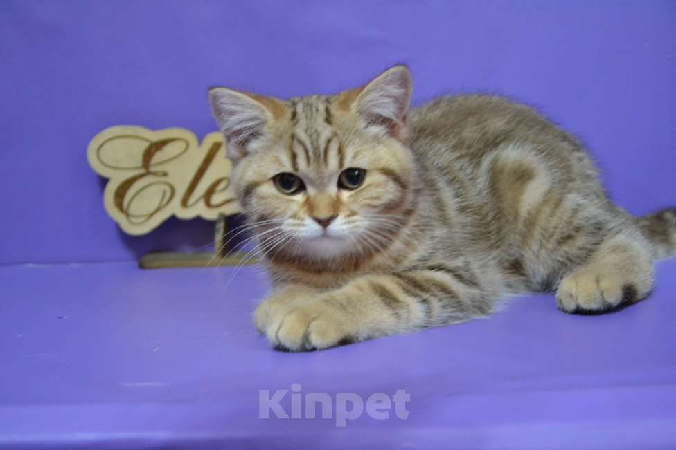 Кошки в Москве: Мраморный страйт Мальчик, 40 000 руб. - фото 6