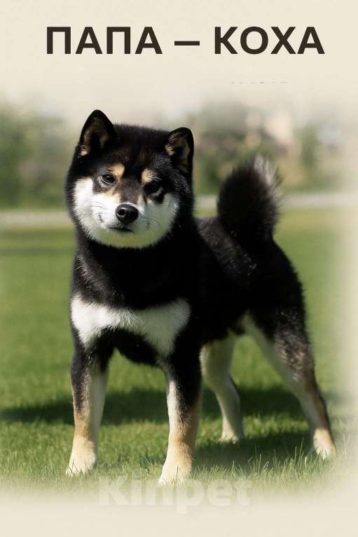 Собаки в Казани: Акира (Akira / 明) — «светлый, ясный» Мальчик, Бесплатно - фото 6