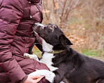 Собаки в Москве: Собака в добрые руки. Метис корги Мальчик, Бесплатно - фото 4