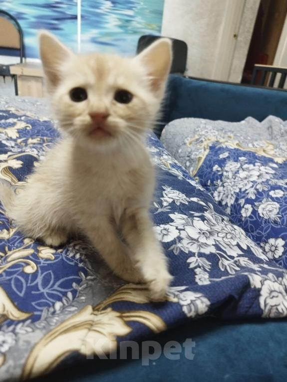 Кошки в Севастополе: Ищу заботливого хозяина котику Мальчик, Бесплатно - фото 2