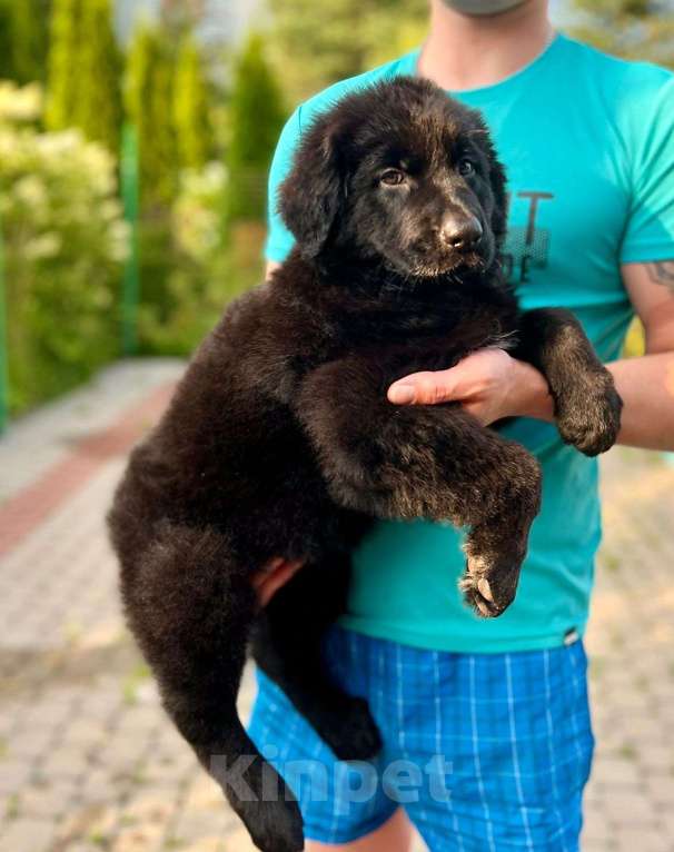 Собаки в Тосно: Щенки немецкой овчарки  Девочка, 35 000 руб. - фото 3