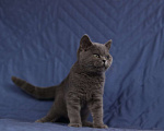 Кошки в Ульяновске: Прямоухая девочка Девочка, 55 000 руб. - фото 2