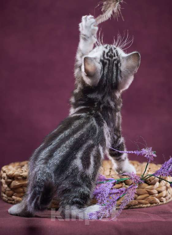 Кошки в Барнауле: Котик-страйт Тамерлан💚 Мальчик, Бесплатно - фото 8