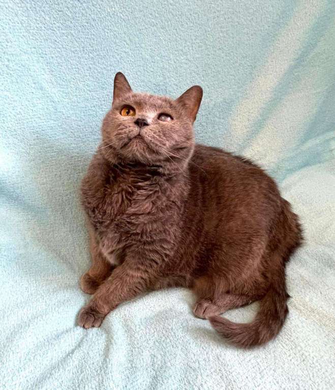 Кошки в Москве: Хозяйка умерла, кошку - на улицу Девочка, Бесплатно - фото 4