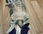Кошки в Сочи: Потерялся кот британец Сочи Кудепста Мальчик, Бесплатно - фото 2