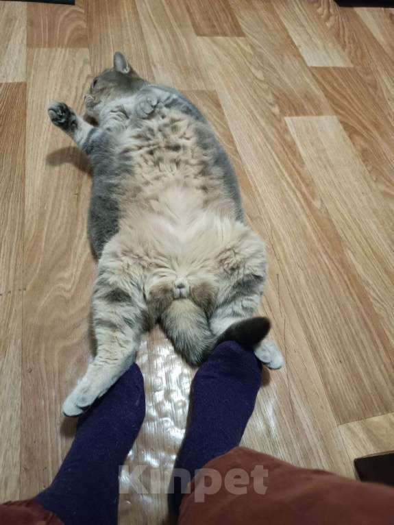 Кошки в Сочи: Потерялся кот британец Сочи Кудепста Мальчик, Бесплатно - фото 2